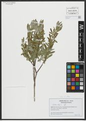 Foto von Salix alba L.